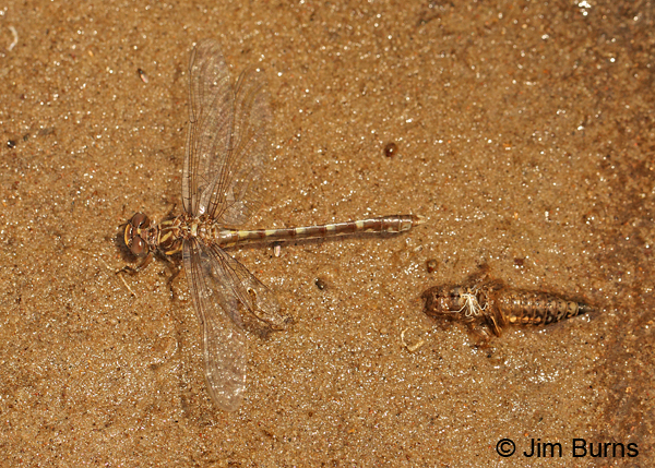 Common Sanddragon teneral female and exuvia, Eau Claire Co., WI, June 2014