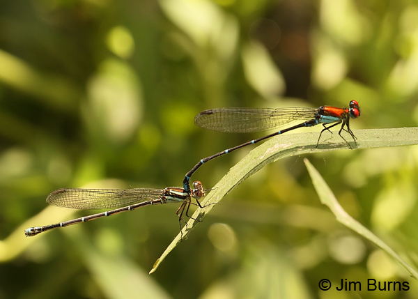 Coppery Dancer pair in tandem, Edwards Co., TX, August 2013