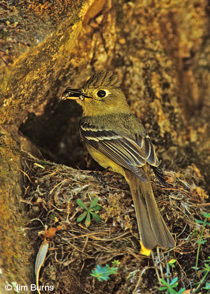Cordilleran Flycatcher male at nest with flies