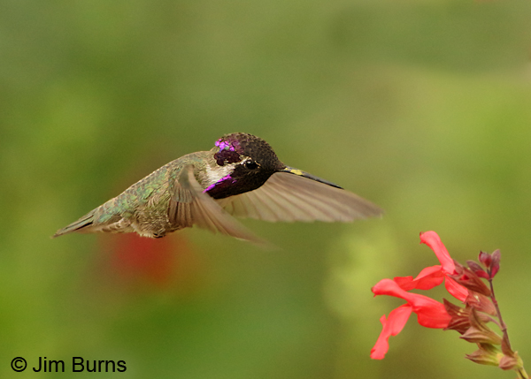 Costa's Hummingbird male with pollenated bill