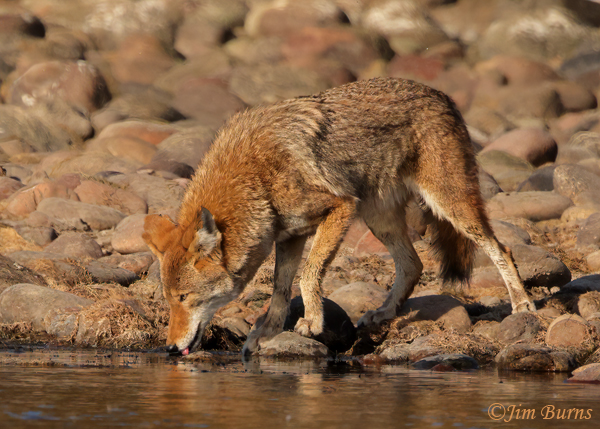Coyote drinking at waterhole--2471