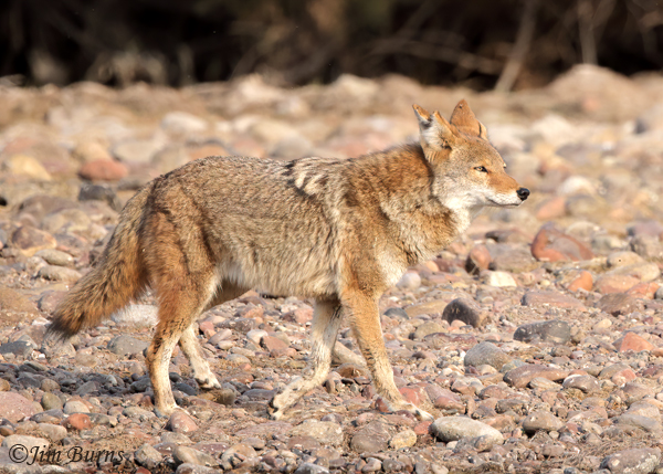 Coyote shedding summer pelage--2481