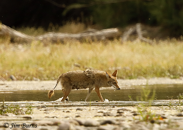 Coyote female, pregnant and shedding--2661