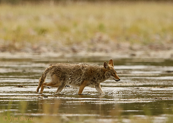 Coyote crossing river--2680