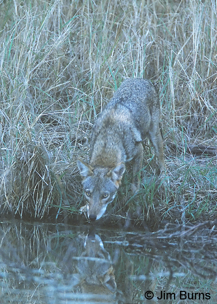 Coyote drinking at dawn