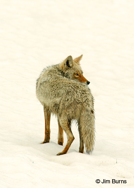 Coyote on snow