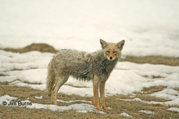 Coyote posing