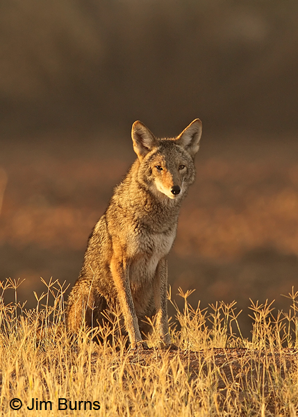 Coyote sunrise