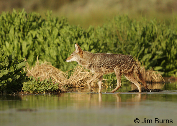 Coyote walking in water
