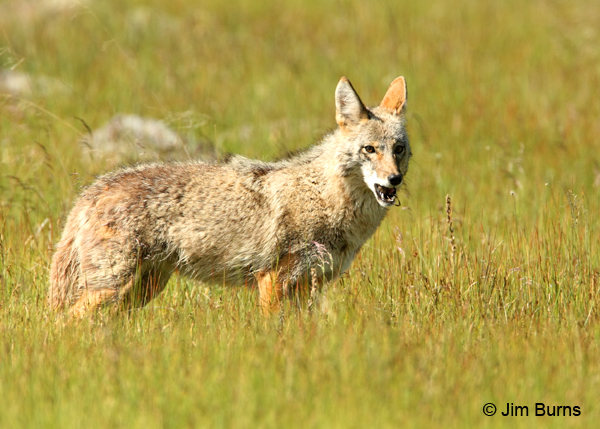 Coyote with mouse