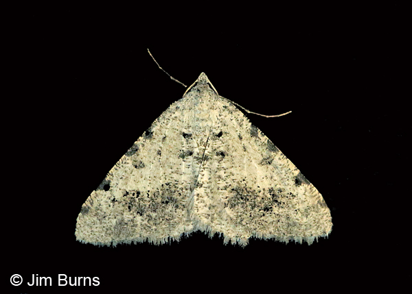 Creosote Moth, Arizona