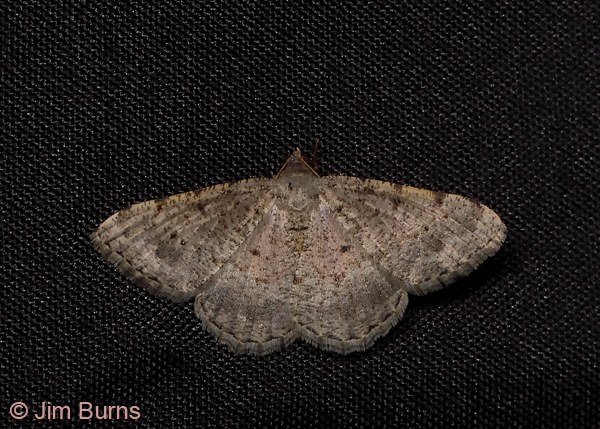 Creosote Moth, Arizona--0225