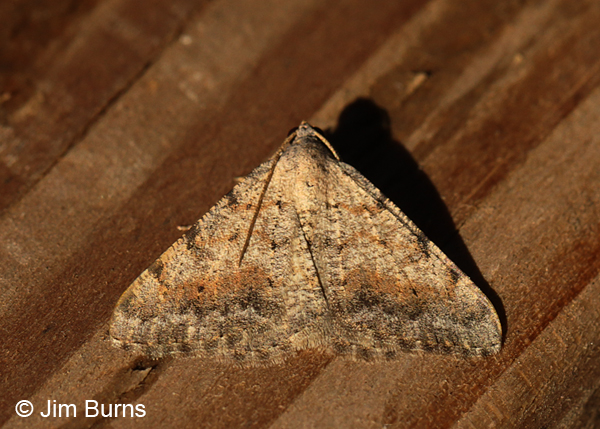 Creosote Moth #2, Arizona