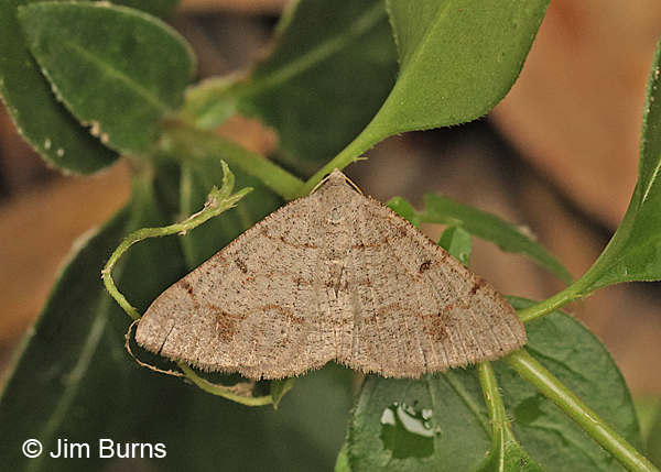 Creosote Moth #3, Arizona