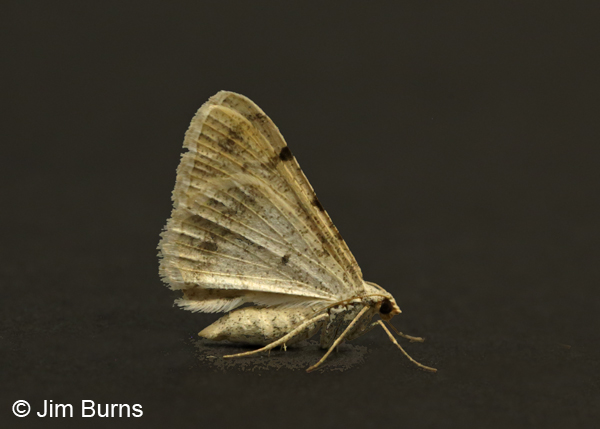 Creosote Moth underwing, Arizona
