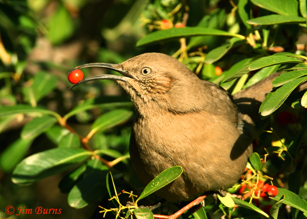 Crissal Thrasher with Pyracantha berry--2474
