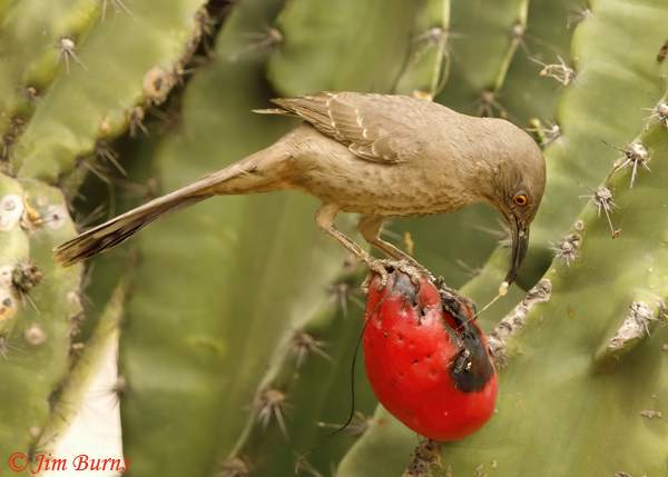 Curve-billed Thrasher on Night-blooming Cereus #2--3386