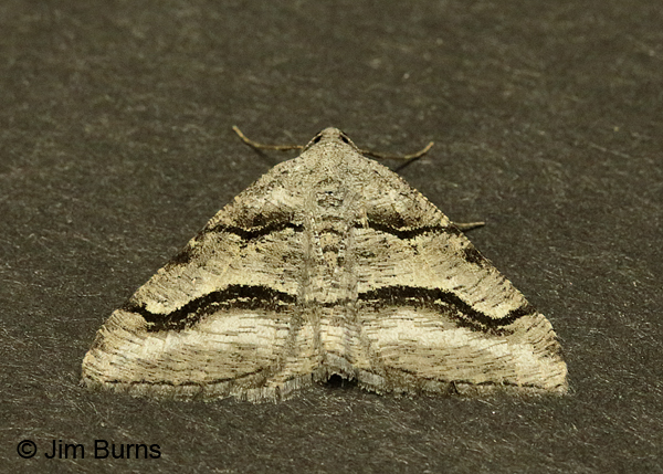 Curve-lined Angle Moth, Arizona