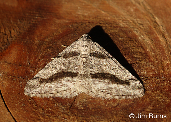 Curve-lined Angle Moth, Mt Ord, Arizona