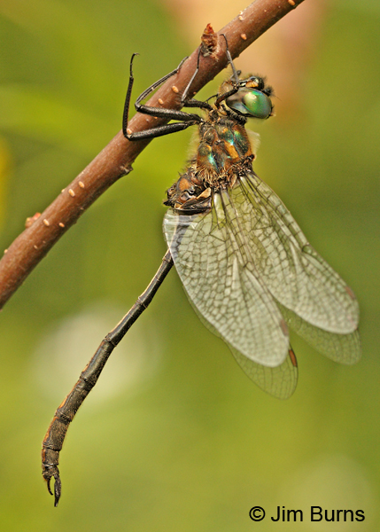 Delicate Emerald male, Lake Co., MN, July 2012