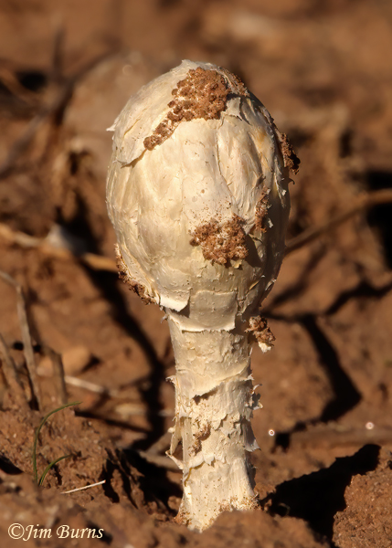 Desert Mushroom, Arizona--7533