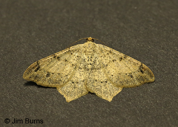 Dot-lined Angle Moth #2, Arizona