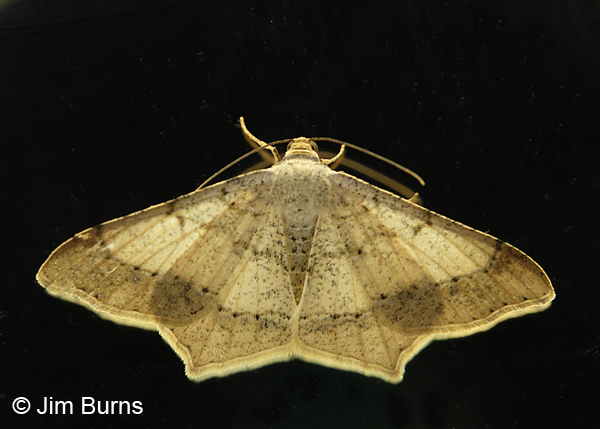 Dot-lined Angle Moth backlit, Arizona