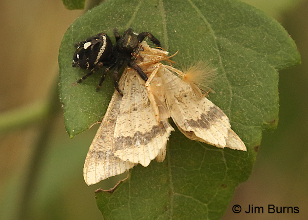 Dot-lined Angle Moth in clutches of Bold Jumping Spider, Texas