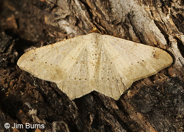 Dot-lined Angle Moth on bark, Arizona