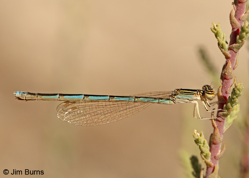 Double-striped Bluet female, Graham Co., AZ, October 2011