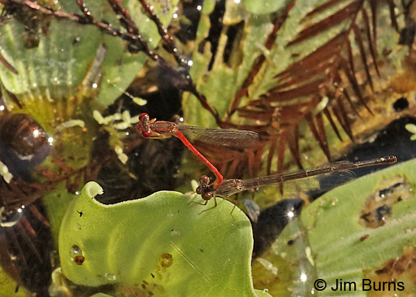 Duckweed Firetail pair in tandem, Collier Co., FL, January 2017