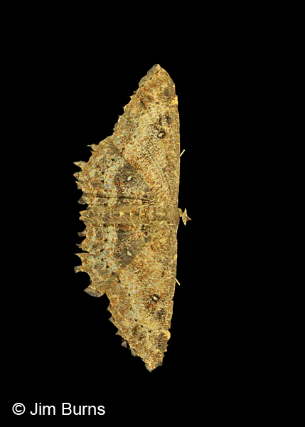 Dwarf Tawny Wave Moth, Arizona