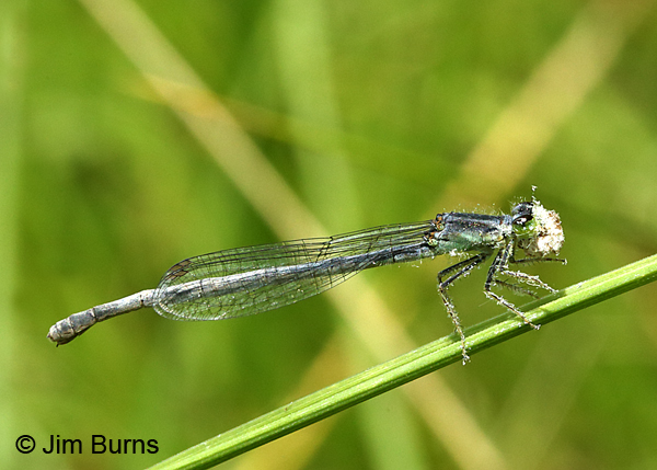Eastern Forktail female into something white, Ozaukee Co., WI, July 2017