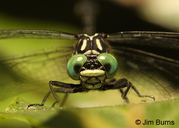 Eastern Least Clubtail male face shot, Caledonia Co., VT, July 2014.