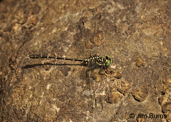 Eastern Least Clubtail male dorsolateral view, Caledonia Co., VT, July 2014