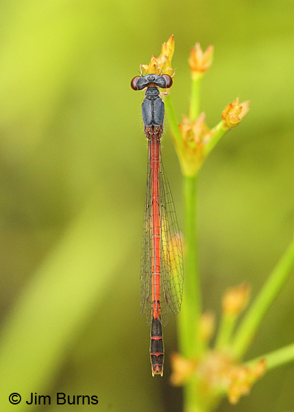 Eastern Red Damsel male dorsal view, Huntingdon Co., PA, June 2015