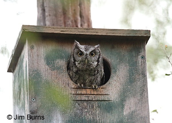 Eastern Screech-Owl at home