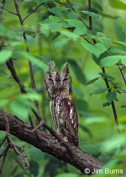 Eastern Screech-Owl camouflage posture