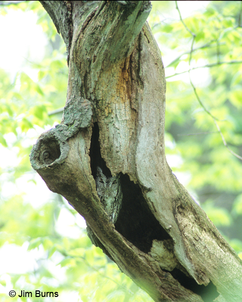 Eastern Screech-Owl in roost hole