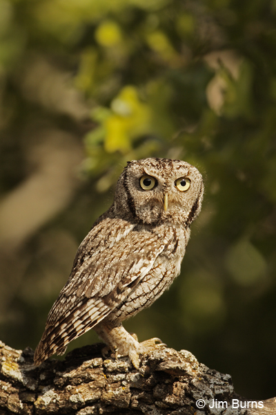 Eastern Screech-Owl on oak snag
