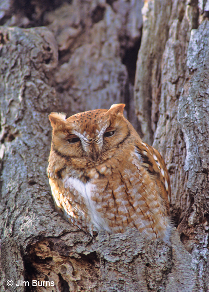 Eastern Screech-Owl red phase