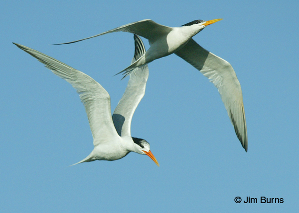 Elegant Terns adults in flight
