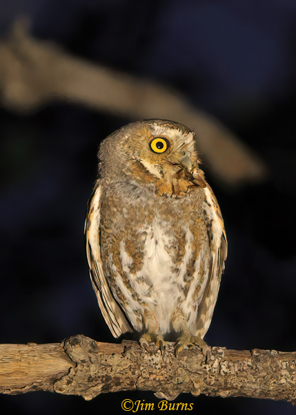 Elf Owl with scorpion on branch--3020