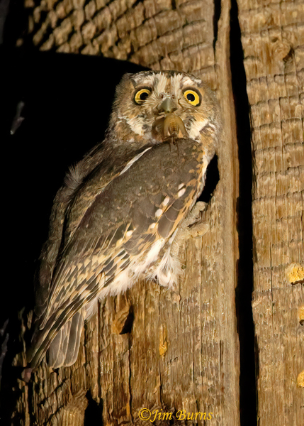 Elf Owl with scorpion at nest hole--3050