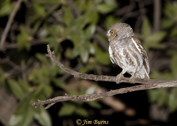 Elf Owl in Oak-Chaparral habitat--6418