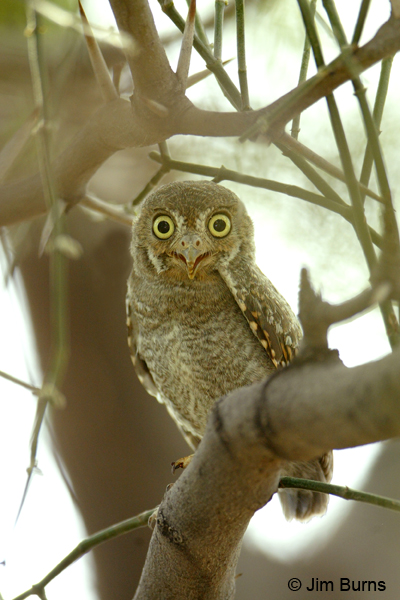 Elf Owl brancher