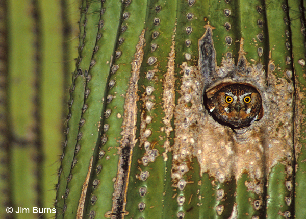 Elf Owl in saguaro hole
