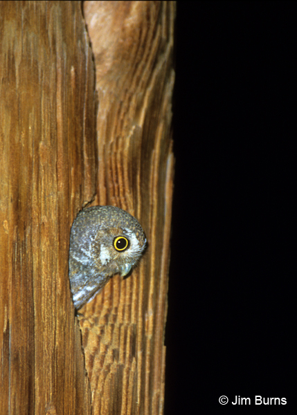 Elf Owl in telephone pole