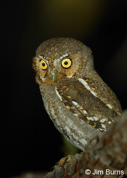 Elf Owl loral feathers extending into eyebrows