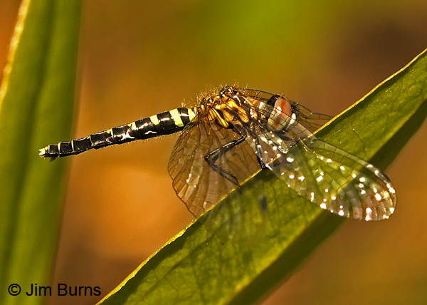 Elfin Skimmer female on leaf, Chesterfield Co., SC, May 2014